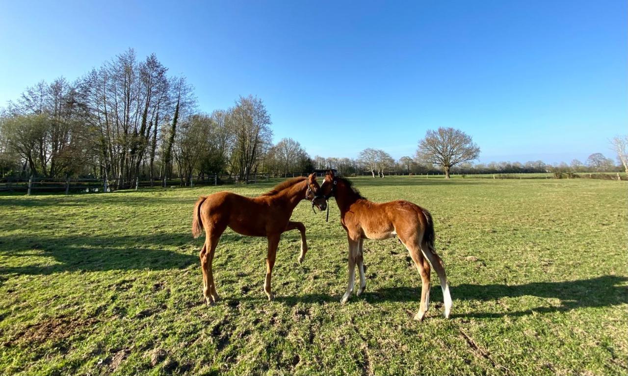 Appartamento La Longere Du Haras Manerbe Esterno foto