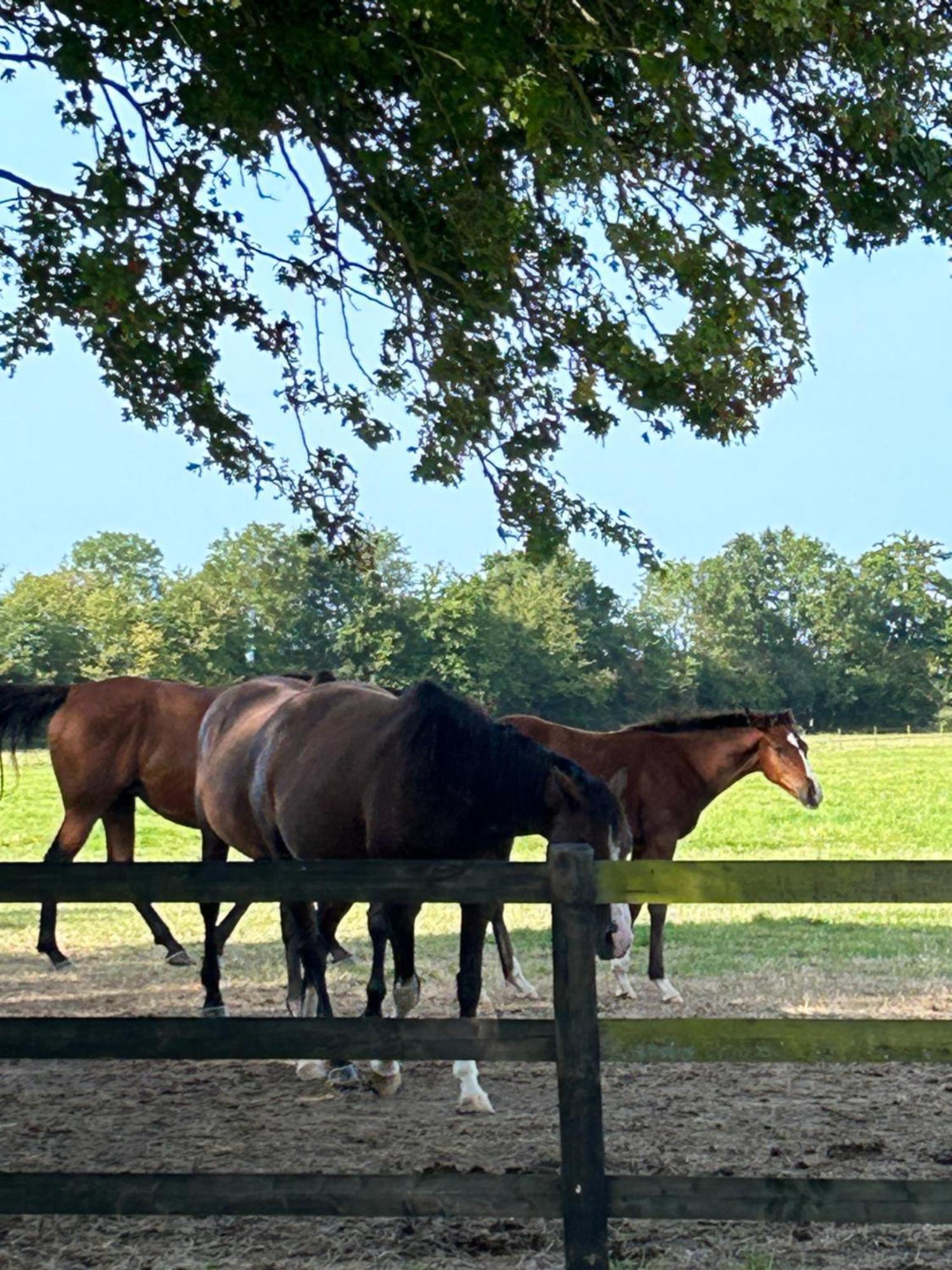 Appartamento La Longere Du Haras Manerbe Esterno foto